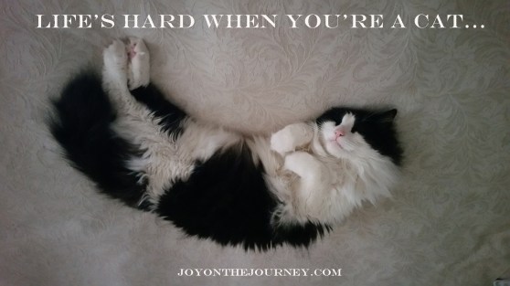 Life's-Hard-When-You're-A-Cat_JoyOnTheJourney.com